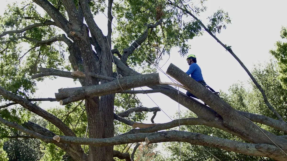 Professional Crown Thinning performed by certified arborists in Lyon Station